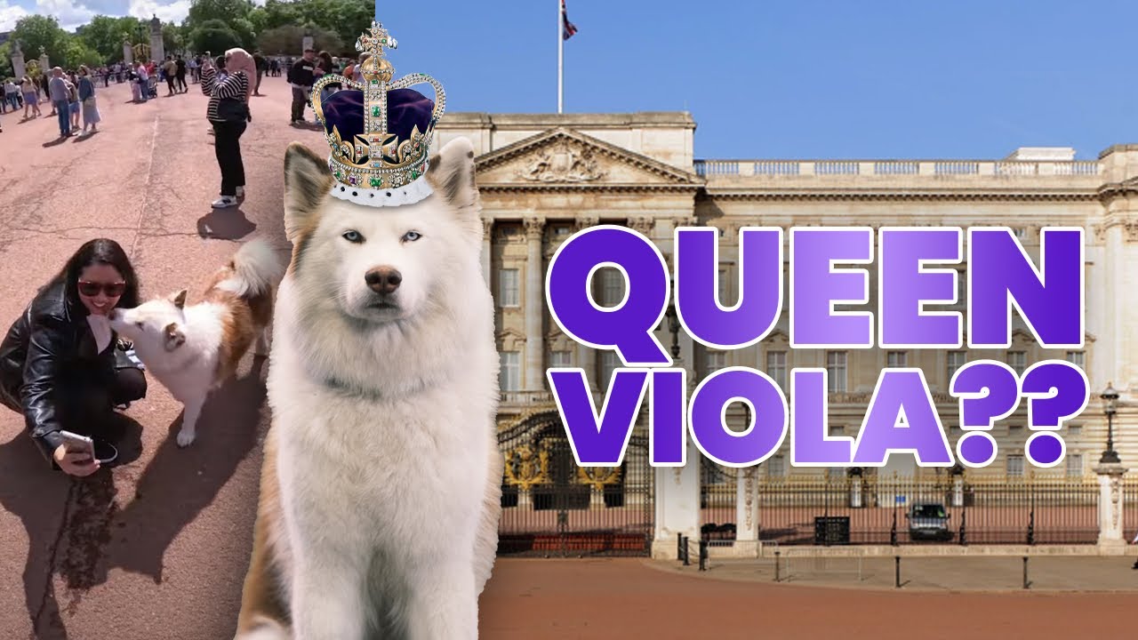 Королевский хаос: Хаски захватил Букингемский дворец и ошеломил фанатов!!