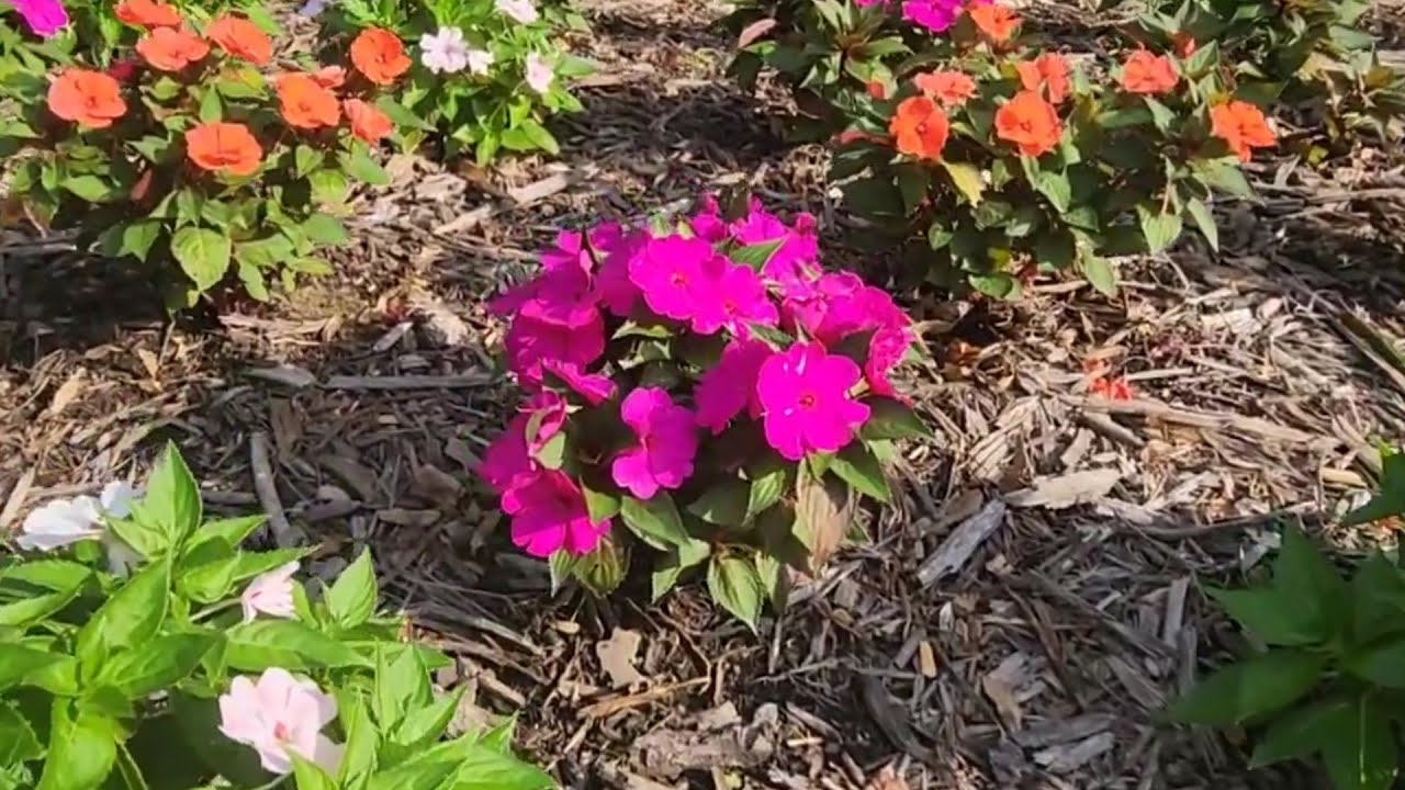 ALEGRIAS del   Hogar Flores  Mágicas  y  Colores