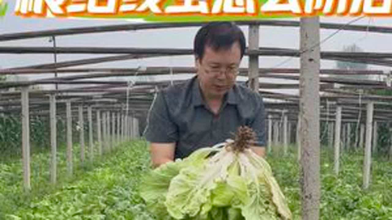 植物根结线虫怎么防治#农业#植物保护
