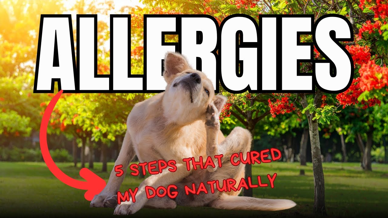 В большинстве советов по лечению аллергии у собак упускаются из виду ЭТИ важнейшие шаги — что пом...