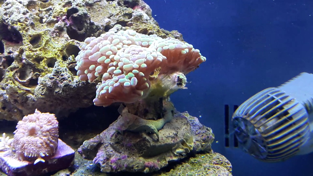 29 gal biocube, chemipure elite and purigen, update 3/18/17