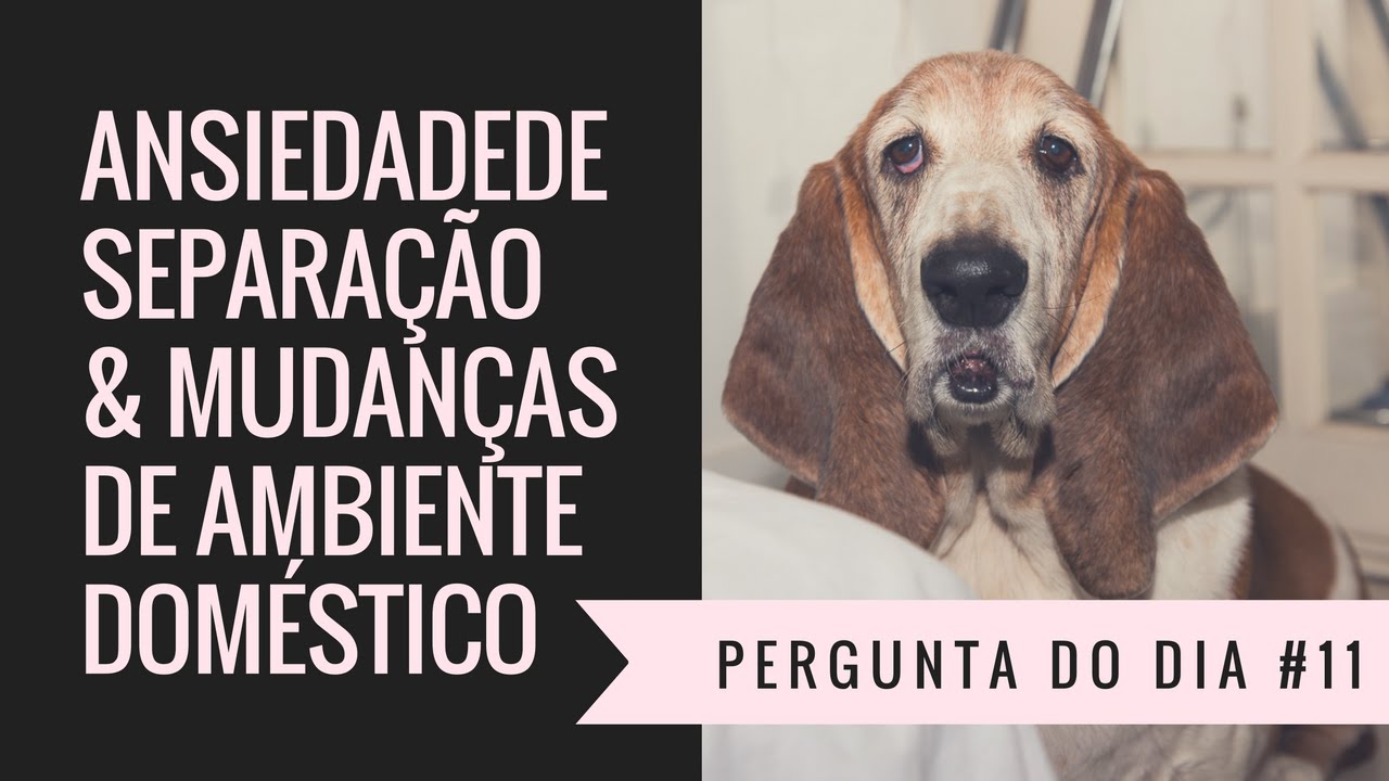 Pergunta do Dia #11 | Ansiedade de Separação e Mudanças de Casa
