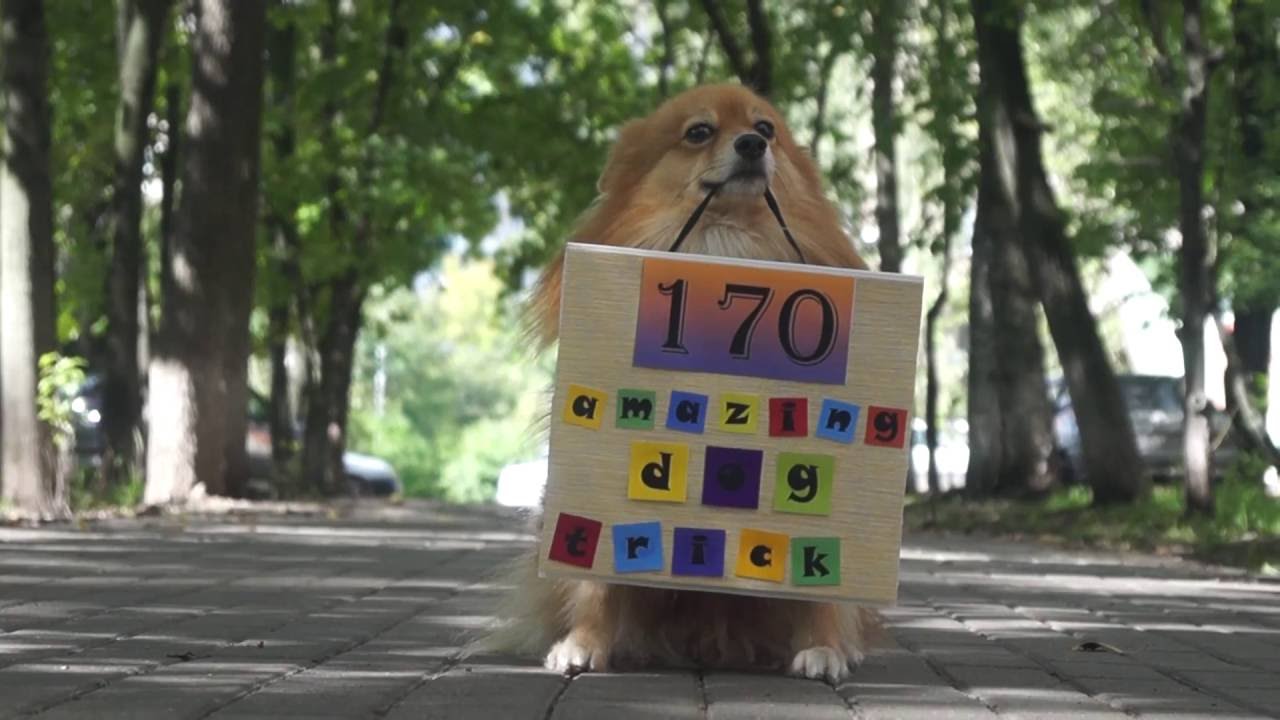 170 amazing dog tricks/170 удивительных трюков =)