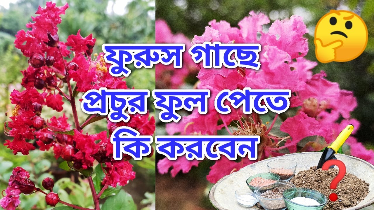 টবে ফুরুশ গাছে প্রচুর ফুল পেতে কিভাবে যত্ন করবেন?//Care of Furush Plant // Crape Myrtle //Baganbilas