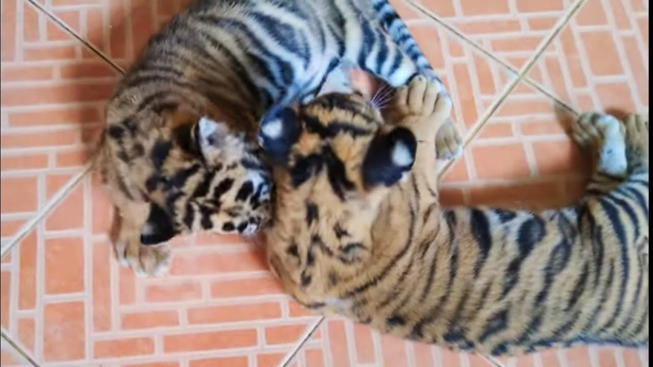 สวนเสือศรีราชา SRIRACHA TIGER ZOO สุดยอดแห่งสวนเสือและสัตว์นาๆๆชนิด