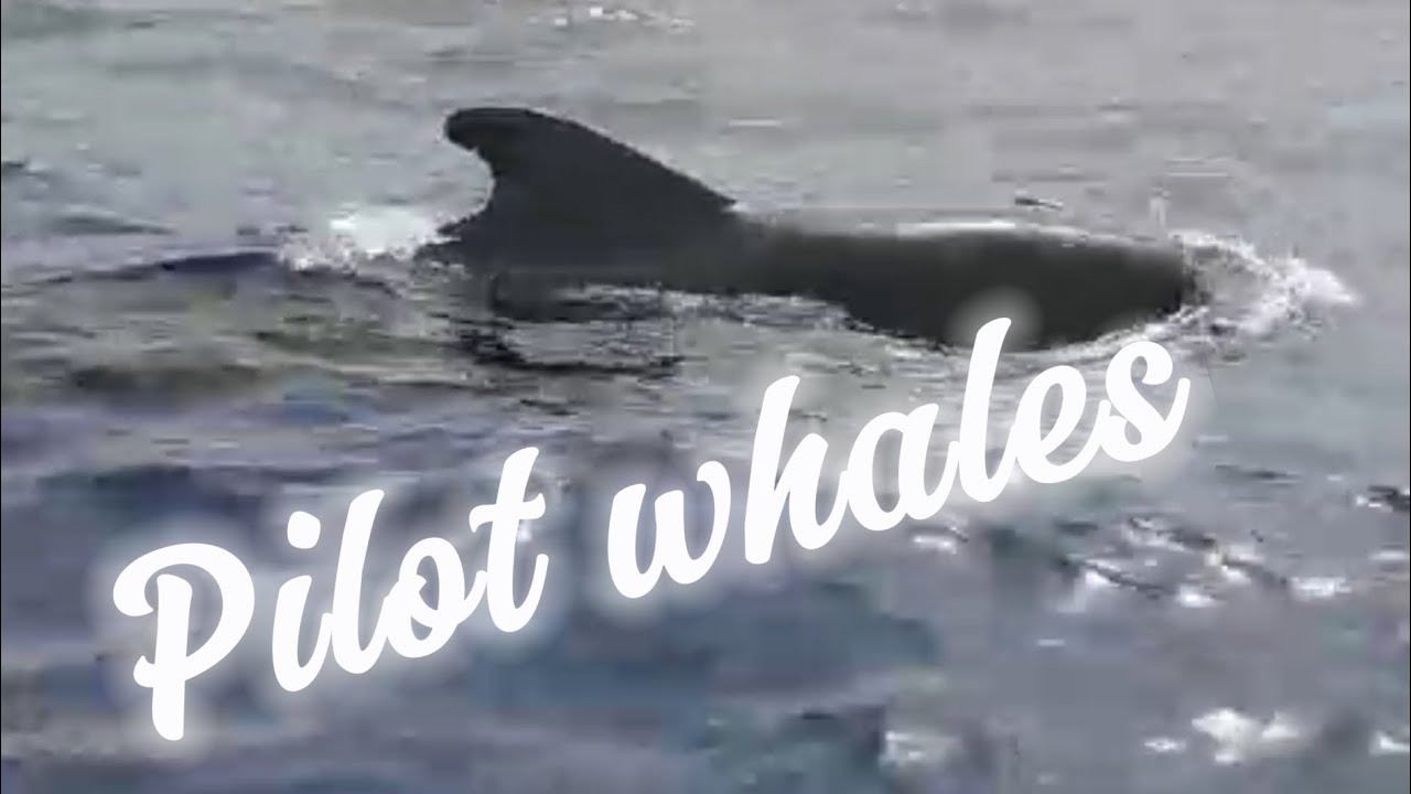 SAILING on a YACHT TO SEE the PILOT WHALES in the WILD in #tenerife #travel #sailing #holiday #sea