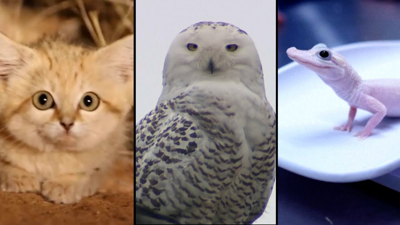 Extremely Rare Animals Caught on Camera