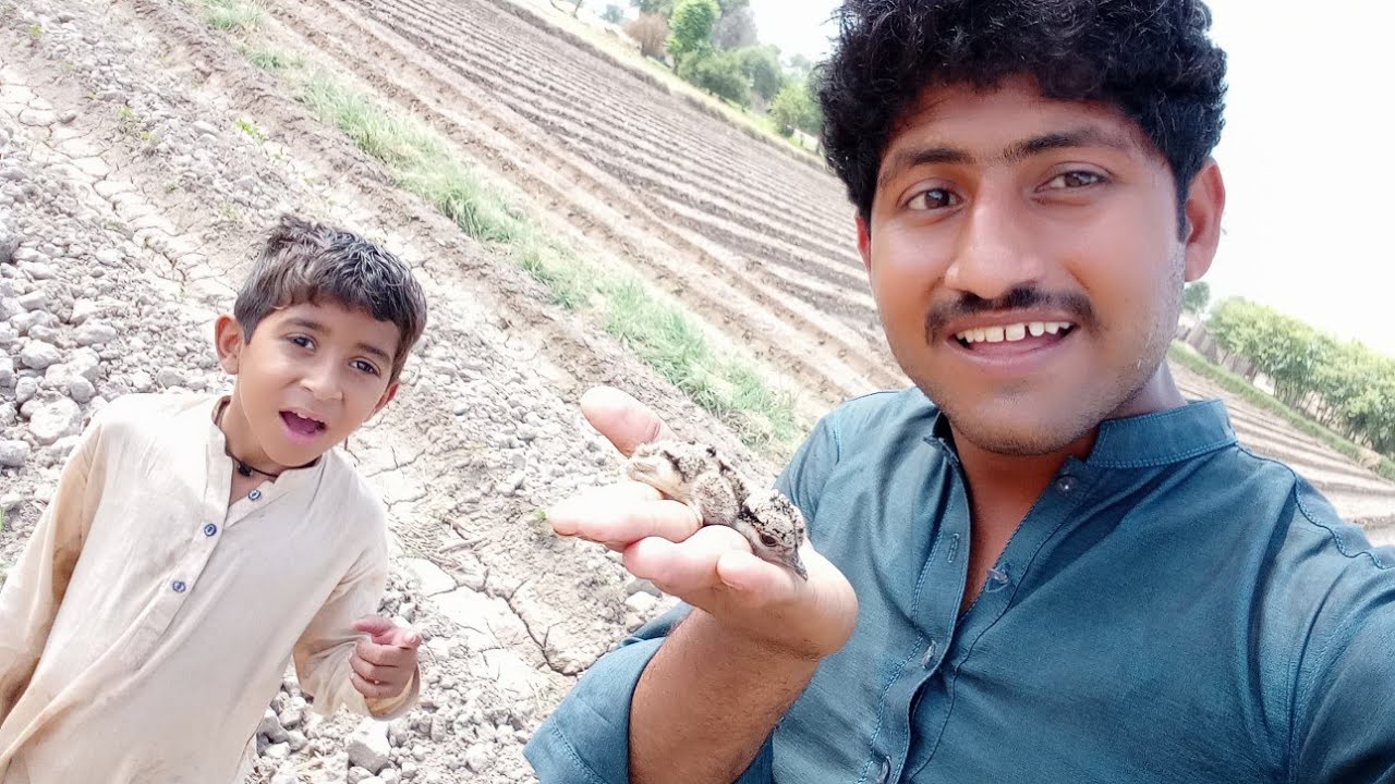 Aj hum Ny tattari ka chicks pakra
