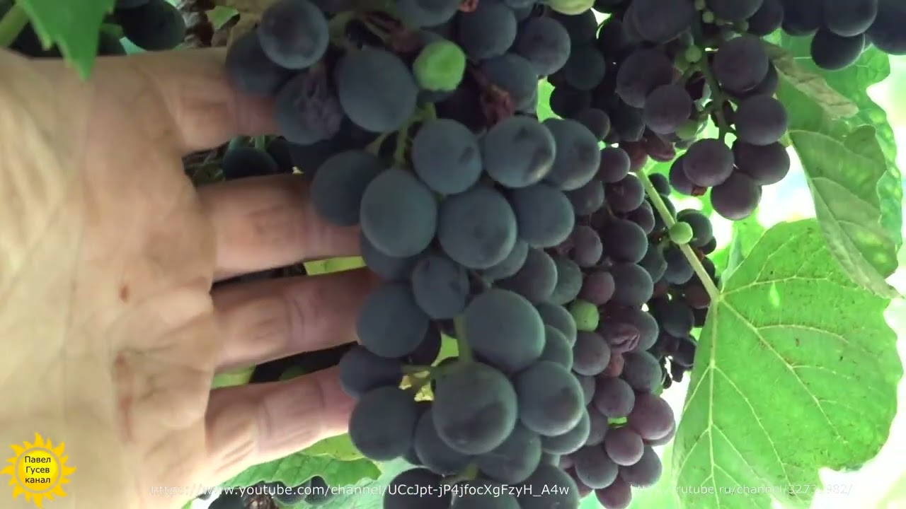 Виноград сорта Изабелла.