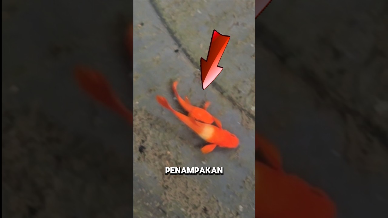 INILAH CARA KAWIN IKAN GUPPY‼️