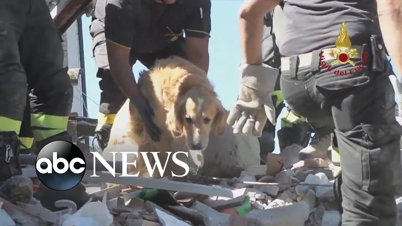 Dog Rescued From Rubble 9 Days After Earthquake in Italy