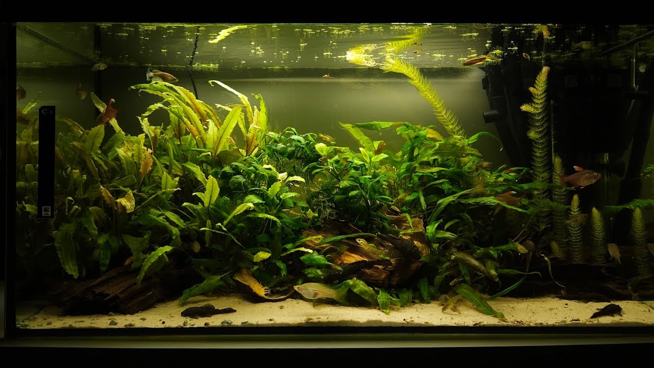 Akwarium 120L