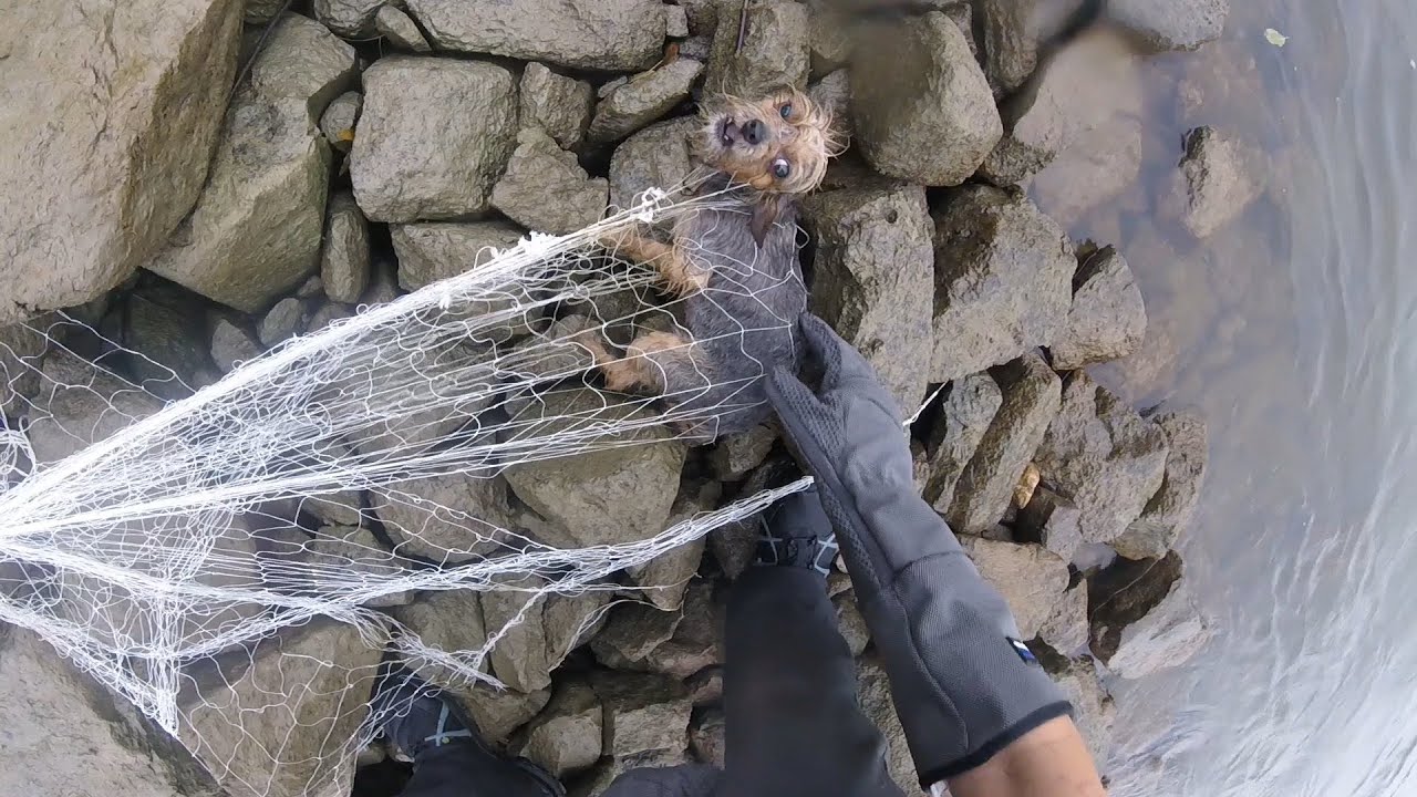 Hund mit Netzwurfger&auml;t (Net Gun) gesichert