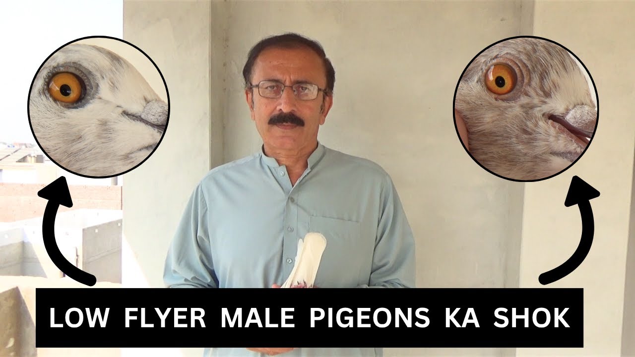 Low Flyer Male Pigeons Ka Shok | Kabootar Bazi In Pakistan