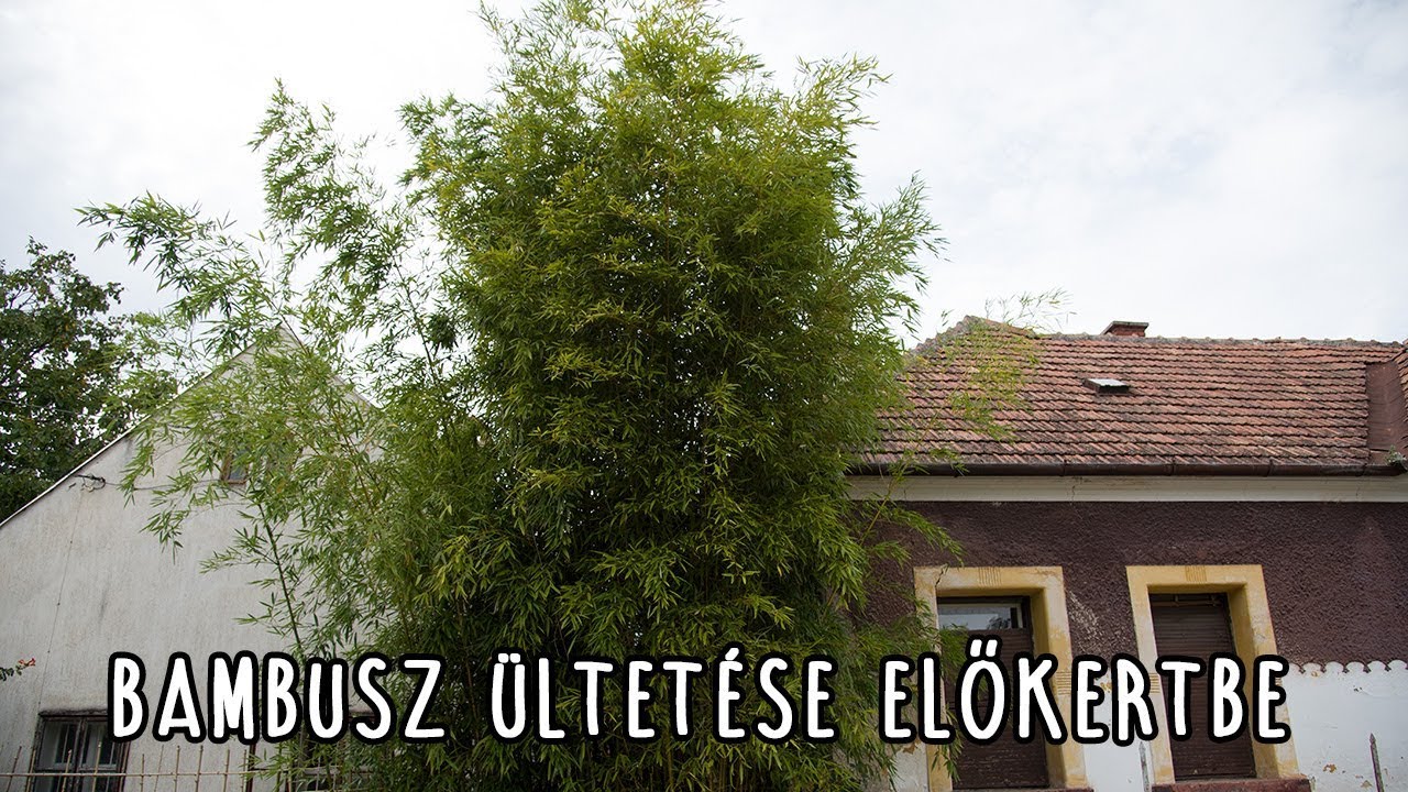 Bambusz előkertbe