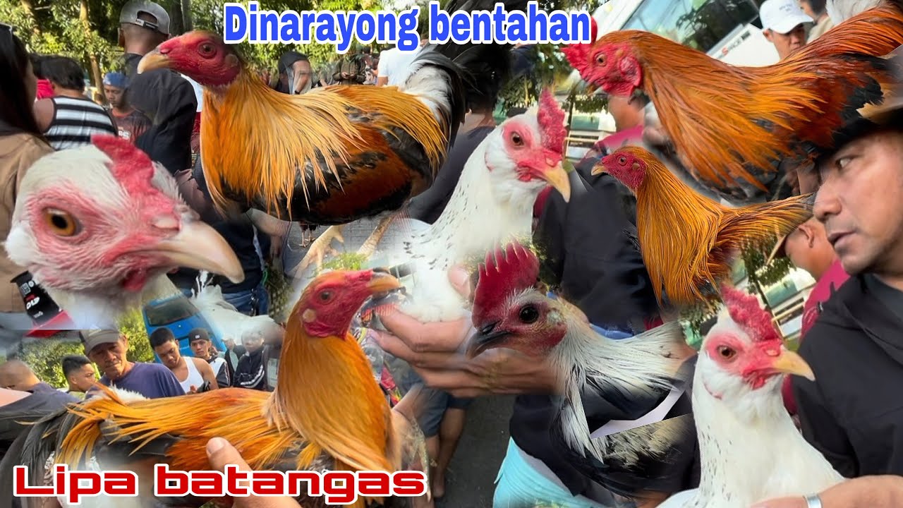 December 20, 2025 Hitsura ng mga Manok Pang Expo na din pero abot Kaya naman… E san kapa..