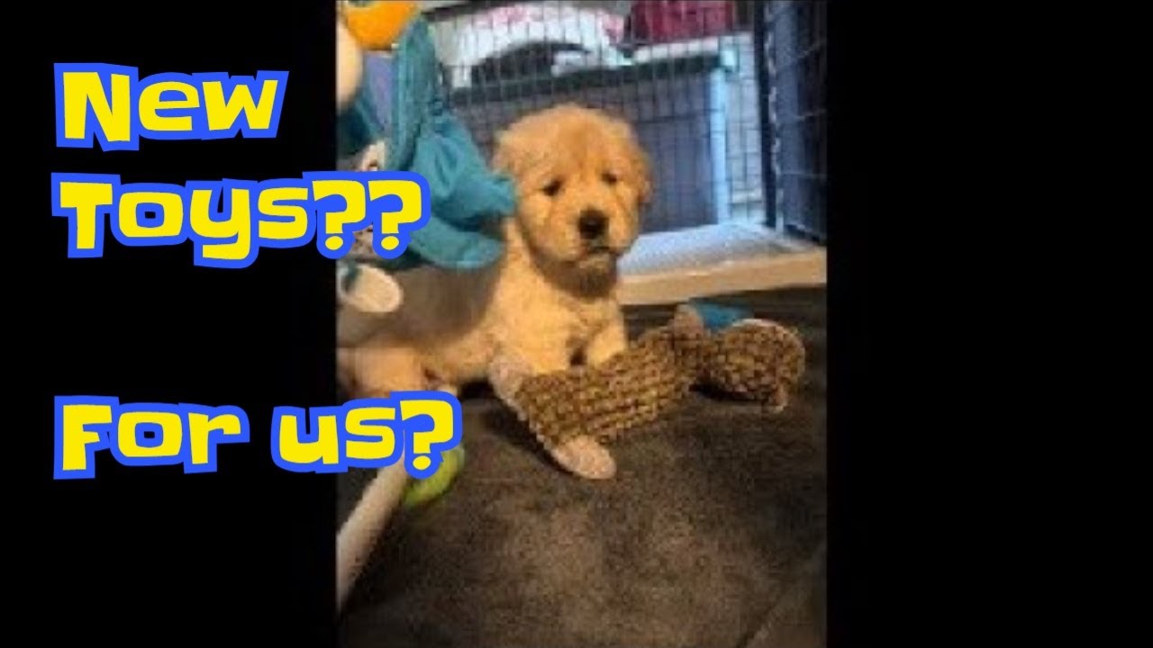 Will our puppies actually like their new toys?