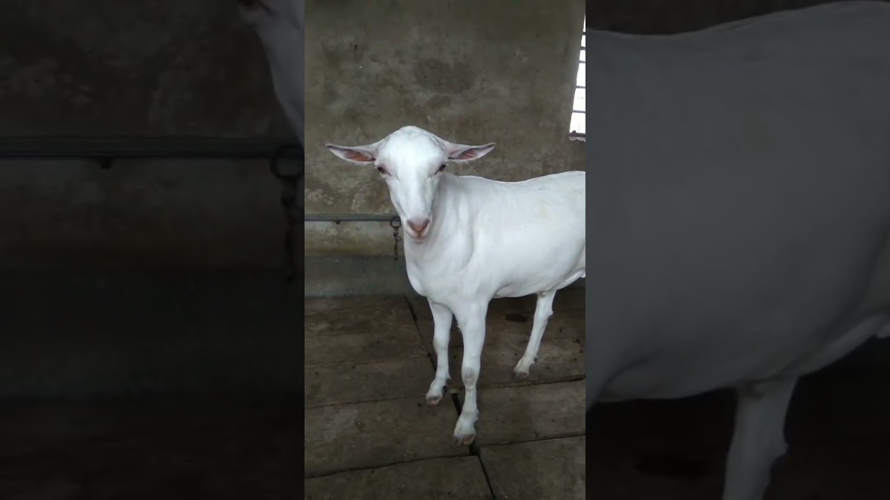 PANJABI BARBARA IN KOLKATTA METYA  BURAZ RAJDHAR GOAT FORM 9831470563