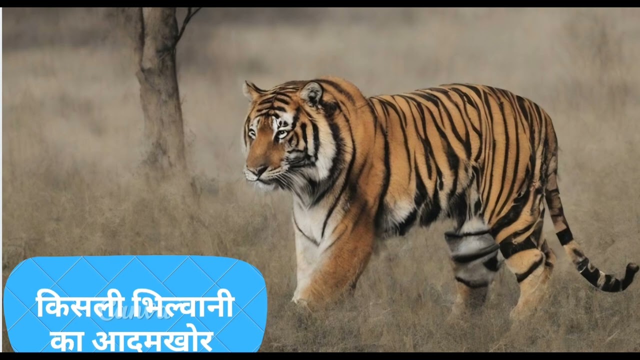 भीलवानी का आदमखोर किसकी जोन