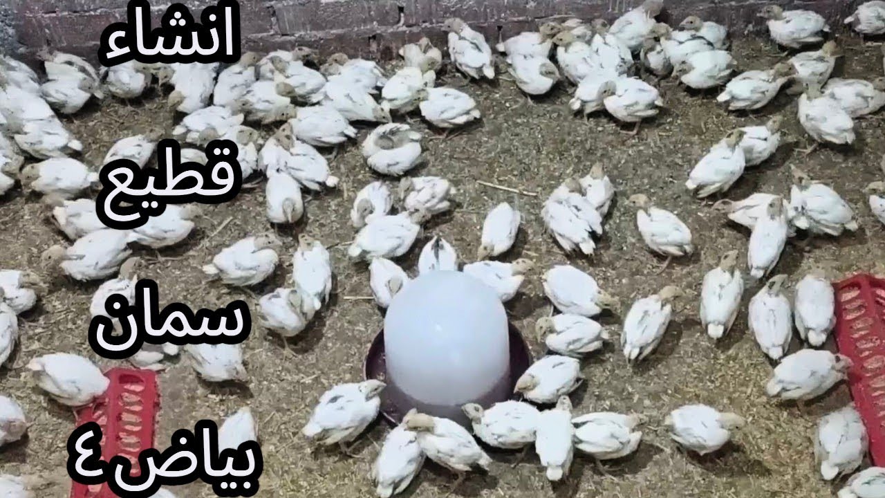 بدايه انشاء قطيع سمان بياض من اليوم ١١ لحد اليوم ١٥ 