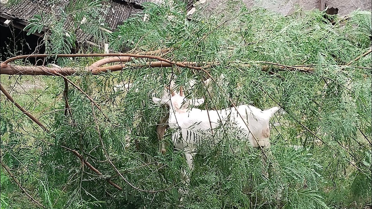 Eu minha família eas cabras 