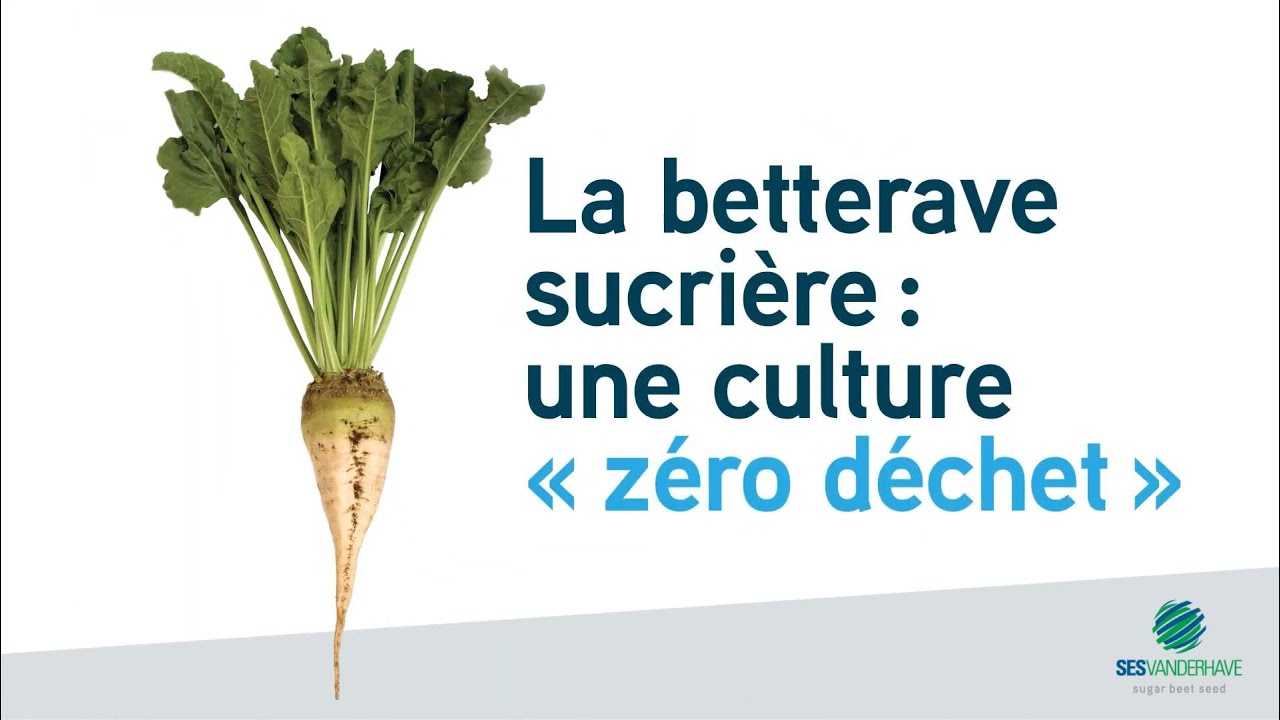 SESVanderHave -  La betterave sucri&egrave;re : une culture 'z&eacute;ro d&eacute;chet'