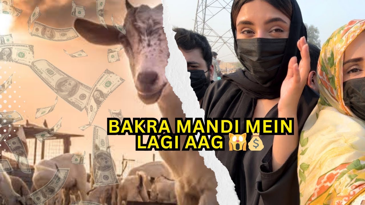 First Time in Bakra Mandi🐪🐏 | #eiduladha2025 #arishajee