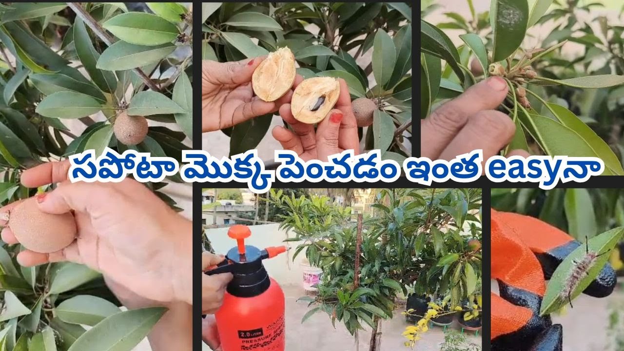 గుత్తులుగా సపోటాలు రావాలి అంటే ఇలా చేయండి/Sapota plant care in Telugu/ Sapota plant in container