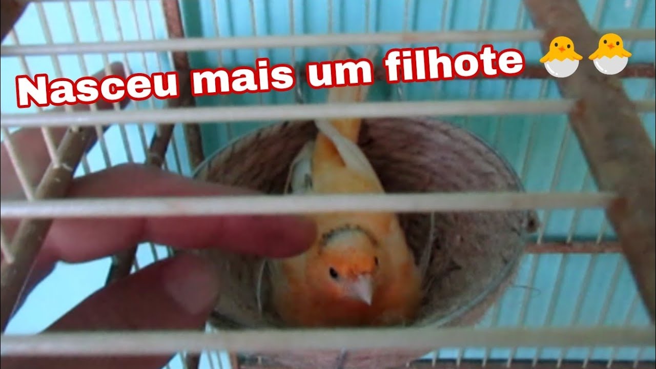 Nasceu mais um filhotinho 🐣🐣