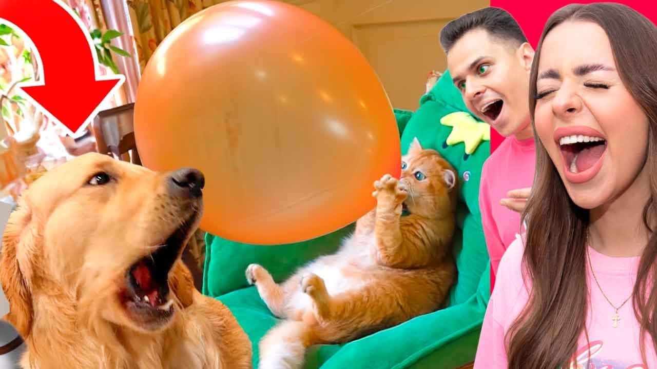 NAJŚMIESZNIEJSZE ZWIERZĘTA W INTERNECIE!