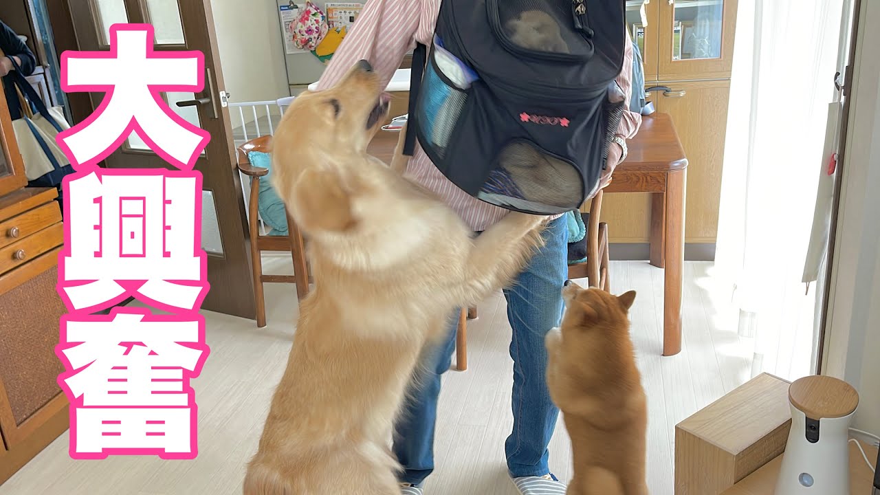 【両親を押し倒すゴールデンレトリバー】実家の家族が遊びにきたら、熱烈歓迎っぷりがすごすぎてもはや事件だった