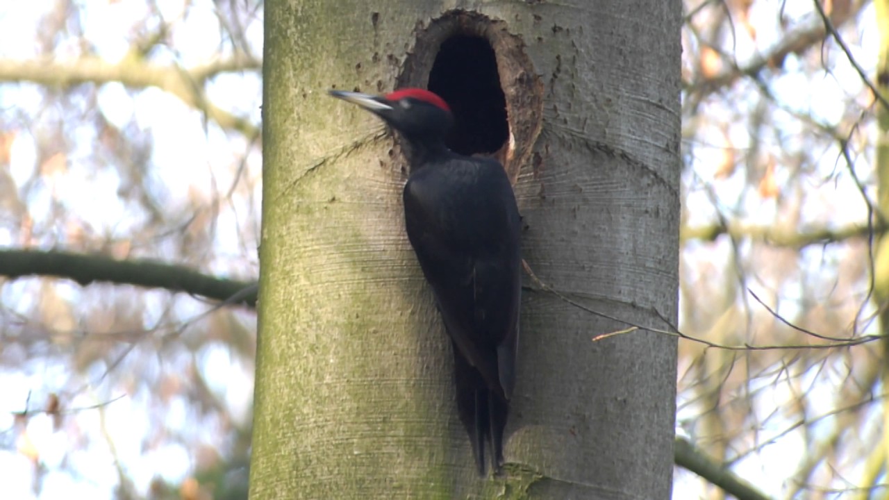 Vroege Vogels - Zwarte specht