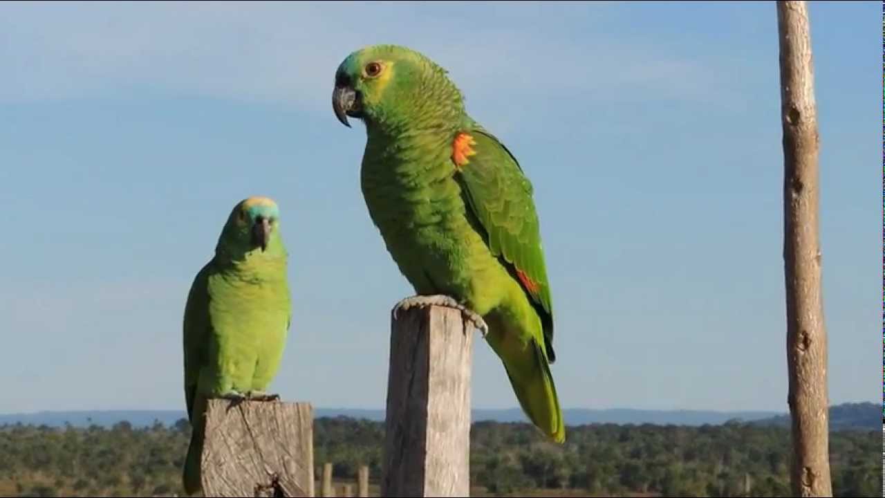 Canto do PAPAGAIO VERDADEIRO (AMAZONA AESTIVA) TURQUOISE-FRONTED PARROT, PAPAGAIO-GREGO, CURAU.