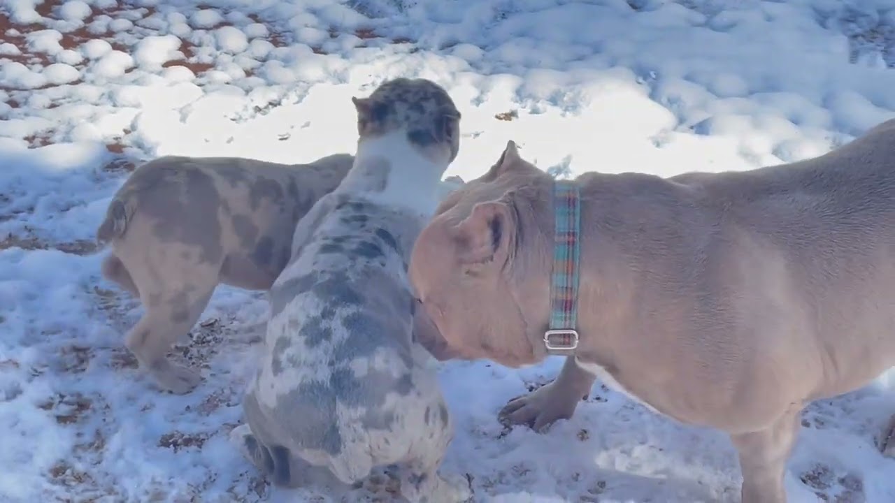 Bullies in the Snow — Exclusive Look at our New Girls