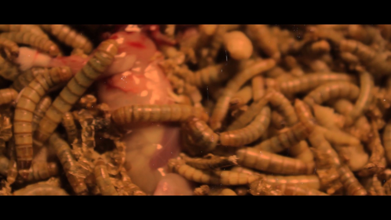 El Niño Snake...Mis teorías...(Prod..Niggaswing) videoclip oficial