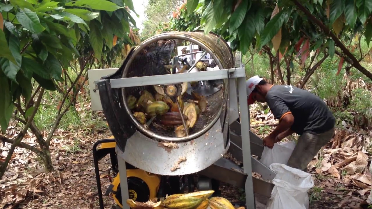 Cortadora de mazorcas de Cacao y desgranadora de semillas de Cacao