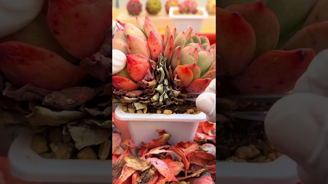 Succulent DX DEEP CLEAN 🌿🌿 ASMR Satisfying Succulent Plant Cleaning