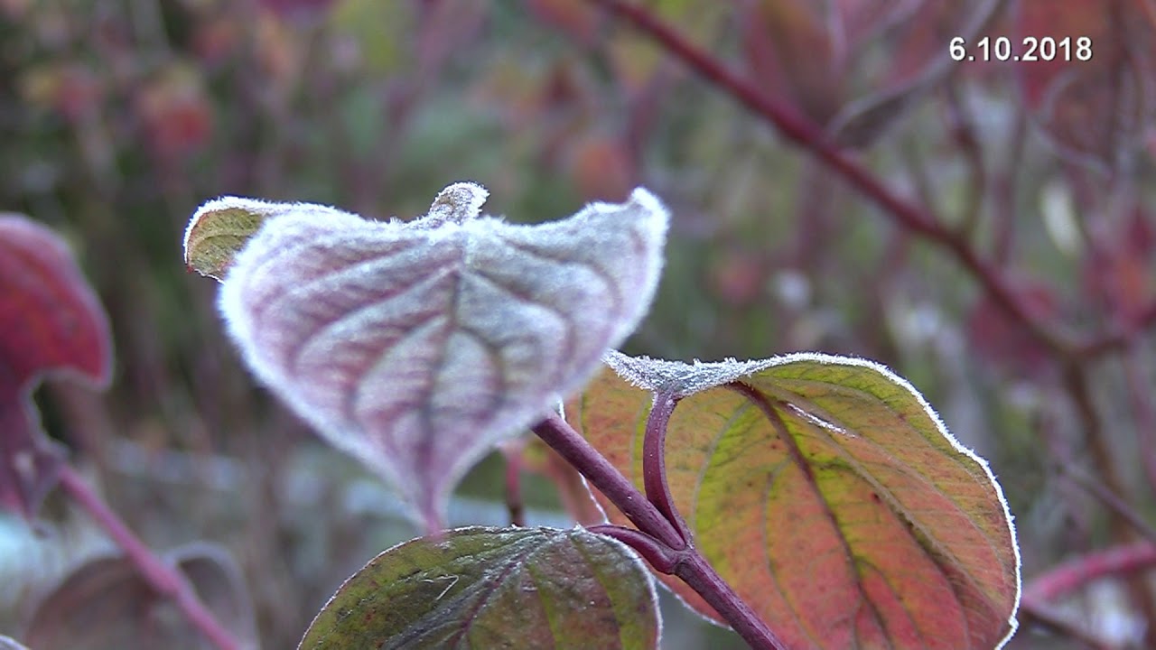 Usva ja ruska Kiiminkijoki Haukipudas Siikasaari Mist and fall colors धुंध और गिरने के रंग