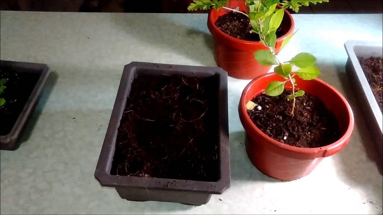 How to grow and propagate Blackberries and  Goji plants with Jason Pepe http://www.pepesplants.com