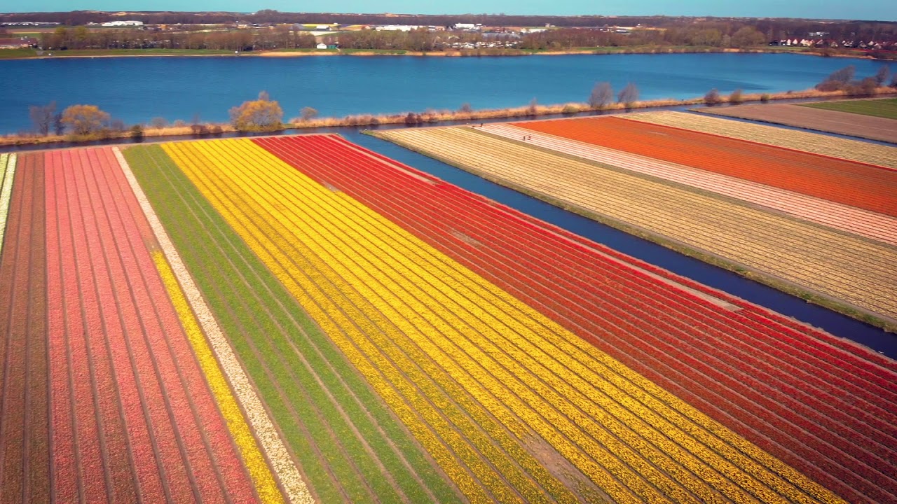 Bloeiende bollenvelden | Amazing Dutch bulb fields