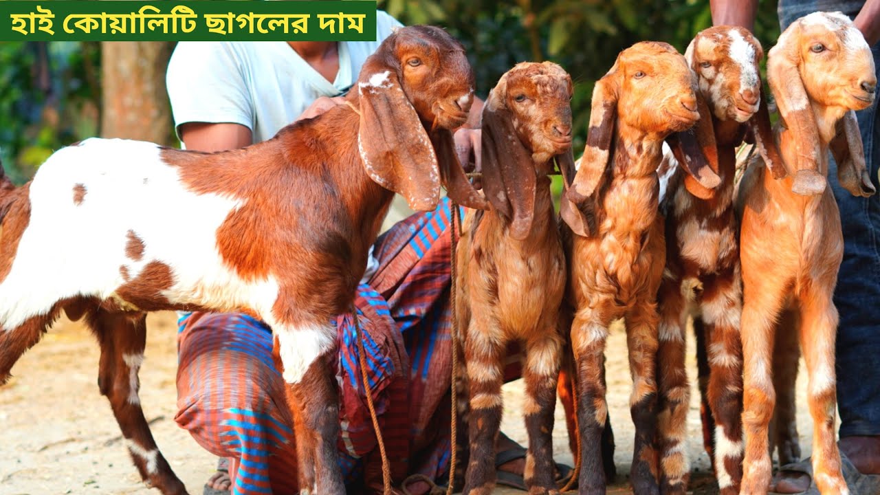 কম দামে তোতাপুরি পাঠা ছাগল কিনুন।নতুন ছাগলের কালেকশন দেখুন। #goat #farming 