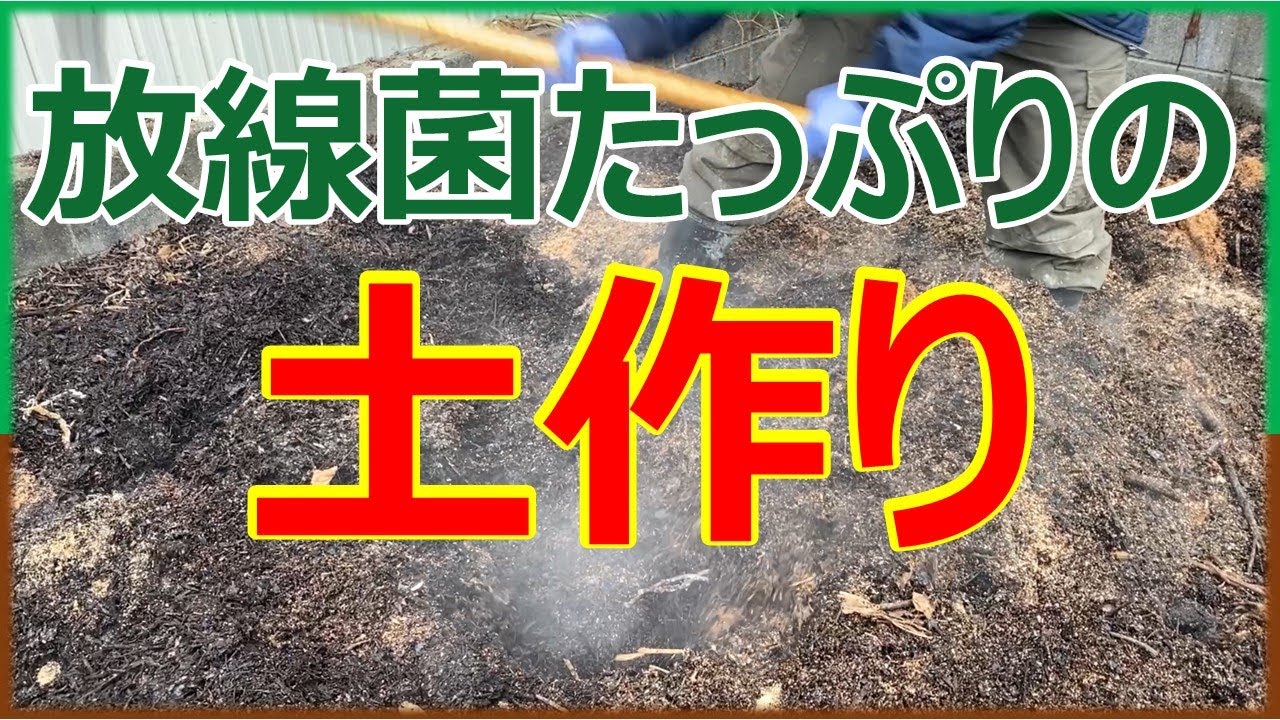 放線菌は見えるらしい！放線菌を意識して土作りをしてみよう！　#家庭菜園