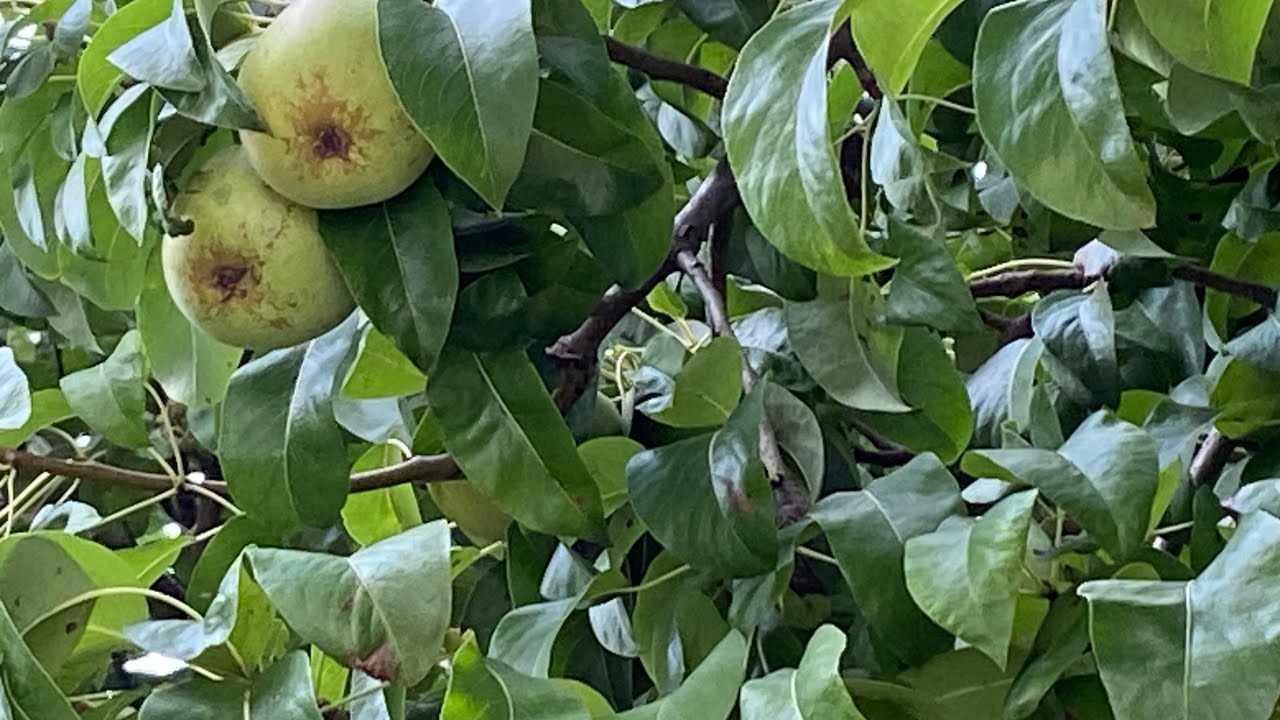 😍ఇంటి తోట పియర్🍐😍Home Garden 🍐Pears 🍐 😍in USA 2023 September😍
