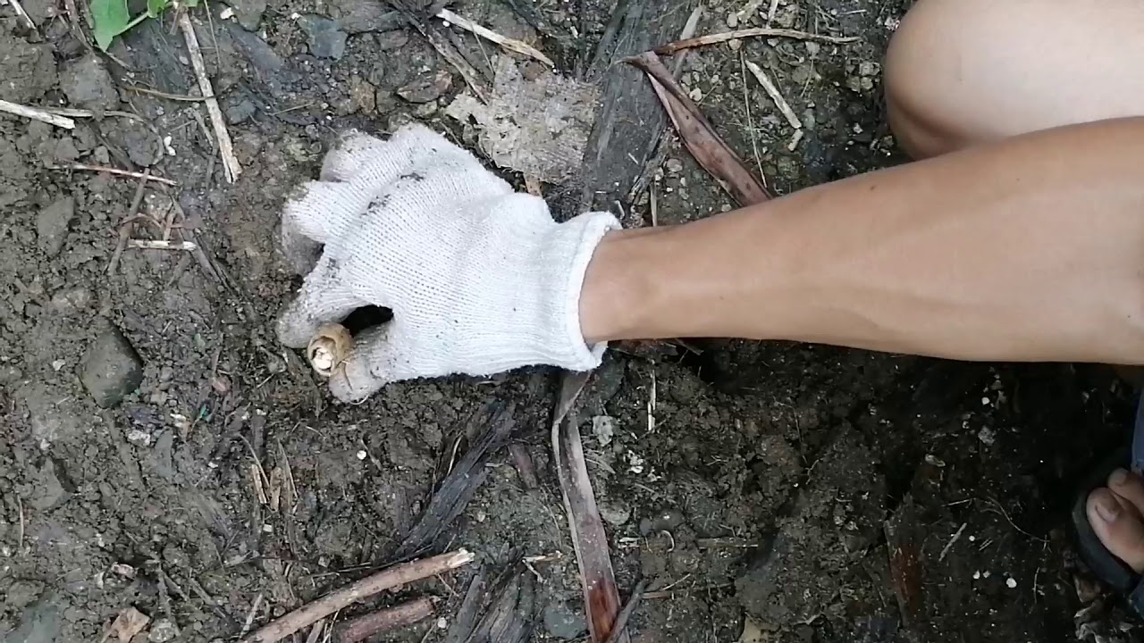 Magtanim ng NAPIER GRASS