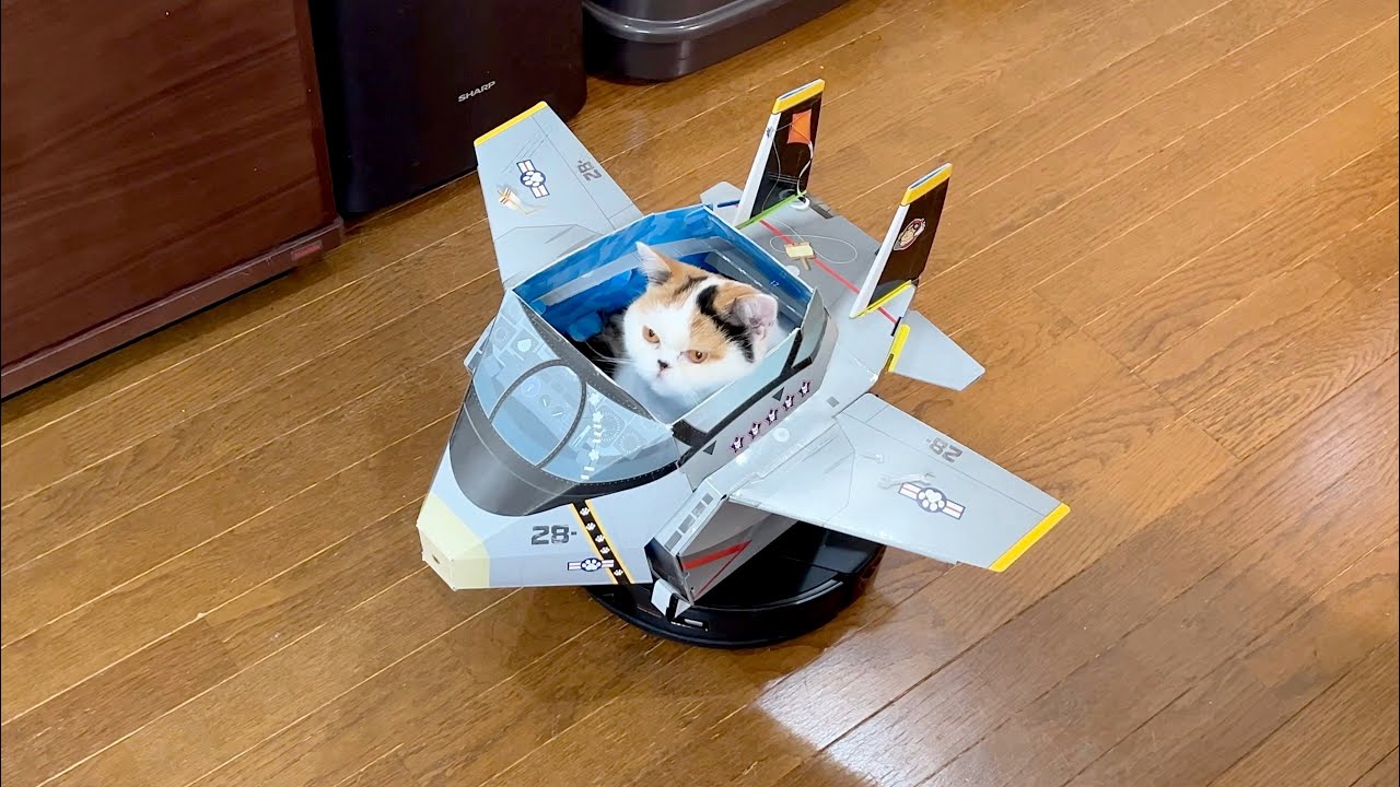 飛行機を自在に操る元気な猫…安全な大空へのハイウェイ