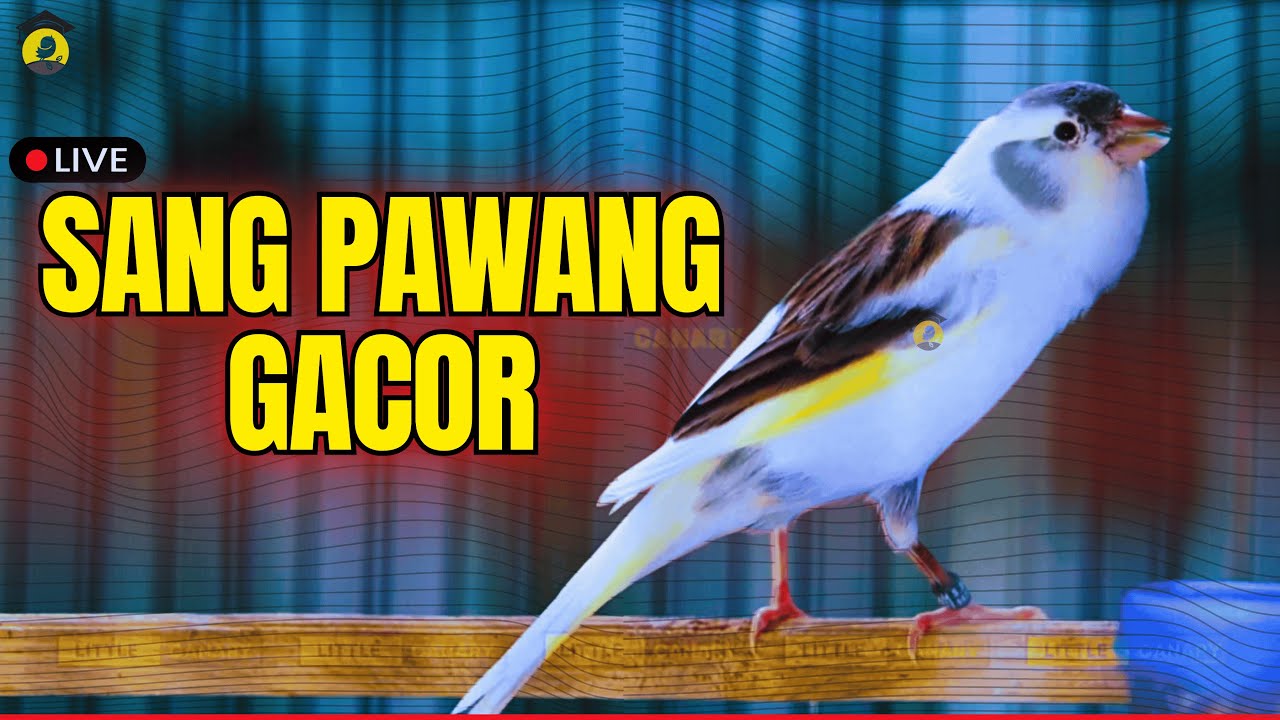 Terapi AMPUH kenari gacor panjang Cuit Cuit EMOSI, Pancingan Kenari Macet danPaud Belajar Bunyi