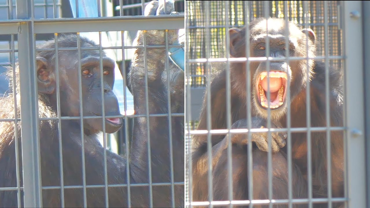 引っ越してきたばかりのナナコvs脱走したばかりのレモン（Nanako who just moved in vs Lemon who just escaped）天王寺動物園　チンパンジー　202311