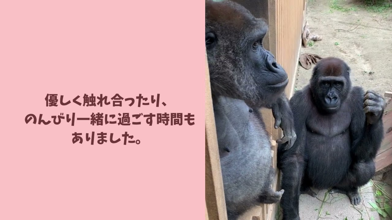 ゲンキ誕生日動画2025