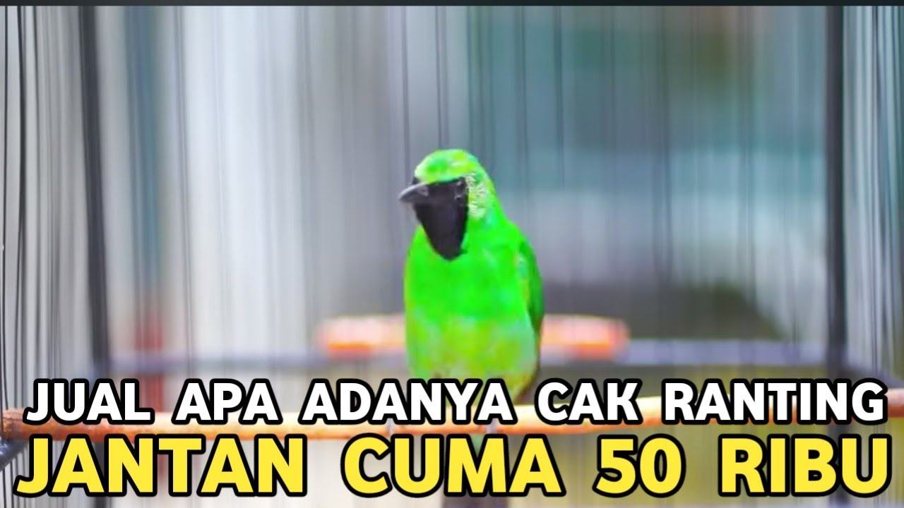 JUAL APA ADANYA YANG PENTING GAK MENGECEWAKAN || BURUNG POPULER DIJUAL 50 RIBUAN DI PB PRAMUKA 
