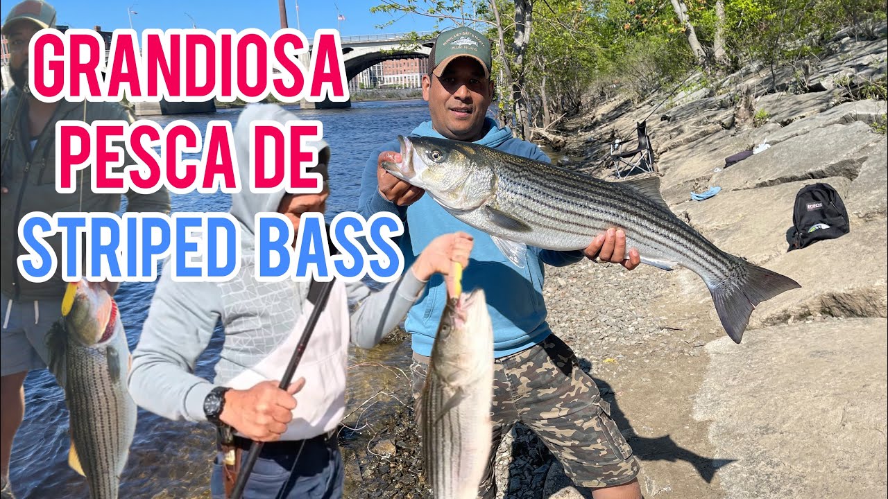 Gran pesca de Striped Bass en el Rio Merrimack en Lawrence #massachusetts #dam